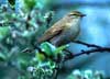 willow warbler